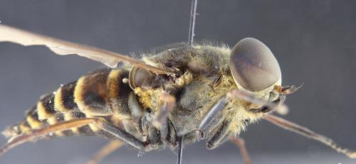 Réf. 344 406 : Tabanus sudeticus
